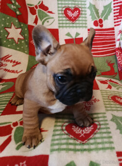 FRANCOUZSKÝ  BULDOČEK - 6