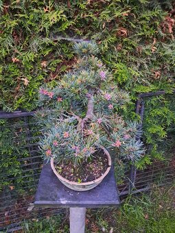 Bonsai Borovice - 6