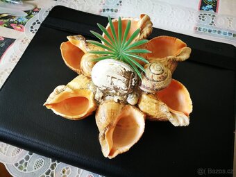 Dekorace z mušlí - 6