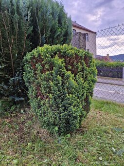Rozdílné thuje, japonské vrby a buxus - 6