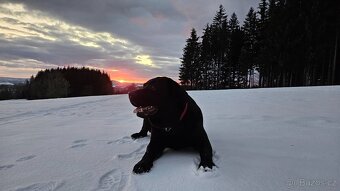 Labradorský retriever A MAGIC FRIEND OF FROTARIS - krytí - 6
