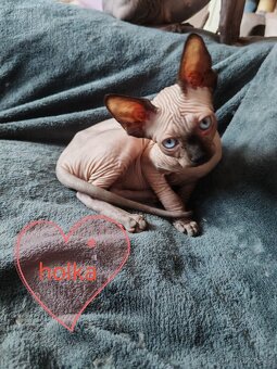 Sphynx - 6
