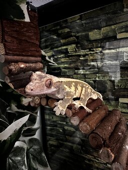 Pagekon Řasnatý - 6