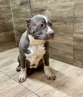 American bully XL - 6