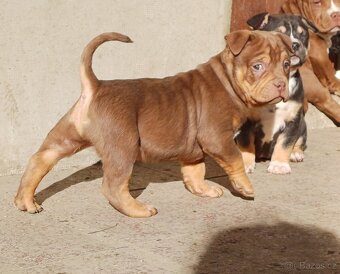 American bully pocket / sharpei - 6
