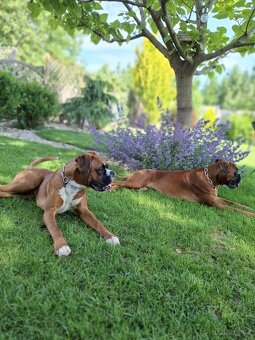 NĚMECKÝ BOXER ŠTĚŇATA narozená 31.10.2025 - 6