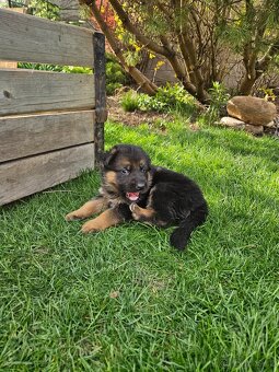 šteňata nemecký ovčák - 6