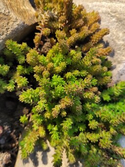 Skalničky, trvalky-netřesky,kosmatec, trávnička, rozchodníky - 6