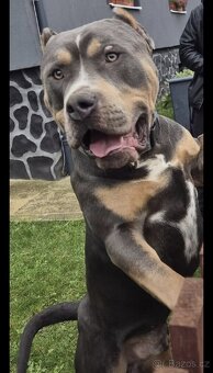 American bully xl štěně - 6