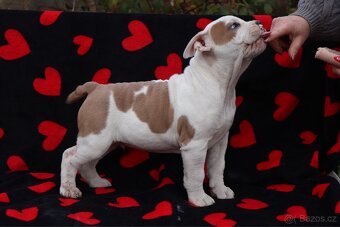 Americký stafordšírský teriér s PP pejsek SPIRIT - 6