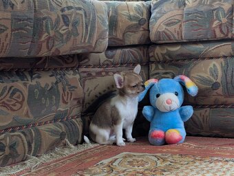 Čivava krátkosrstá s PP - 6