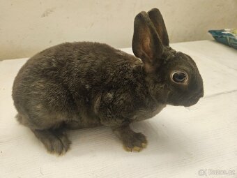 Zakrslý králíček - 6