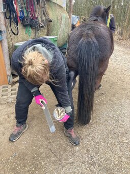 Pony valach 4 roky - 6