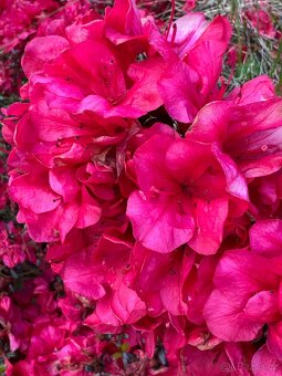 🌺 PRODÁM 3 VZROSTLÉ OKRASNÉ KEŘE – rododendrony a azalky 🌸 - 6