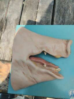 Anatomický model prasečí rypák 60 léta 20 století - 6