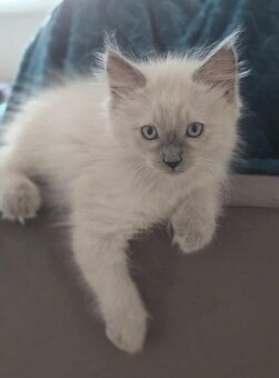 Ragdoll koťatka blue lynx - 6