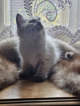 Ragdoll koťata - 6