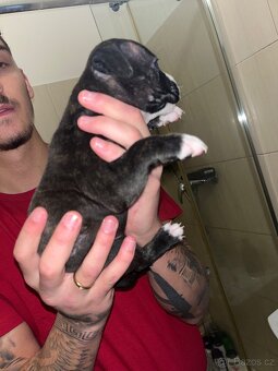 Prodám štěňata - 6