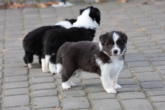 Border kolie , Border Collie FCI - 6