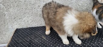 Kolie dlouhosrstá - 6