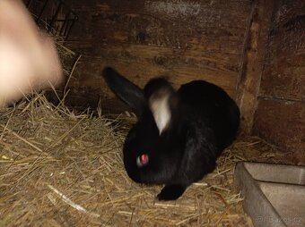 Prodám králíky - 6