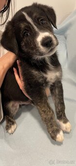🐾 Exkluzivní štěňata k odběru – silná genetika, skvělé pova - 6