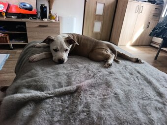 American Bully Standard - 6