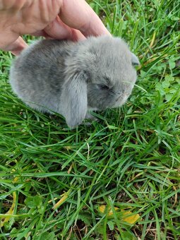 Zakrslý králíček beránek - 6