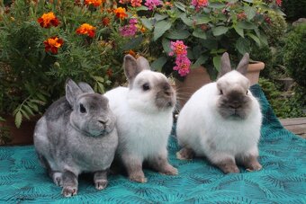 Zakrslý siamský žlutý samečci s rodokmenem - 6