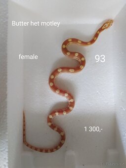 Užovka červená - 6