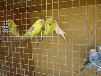 Andulka, andulky - 6