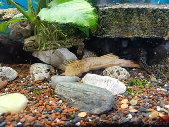 akvarium komplet - 6