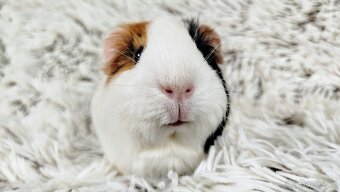 Morče, Morčátko, Morčátka, Morčata - BETTY - 6