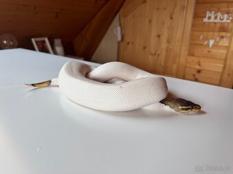 Krajta královská - 6