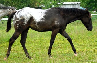 Appaloosa roční klisna - HOMOZYGOT na černou a LP - 6