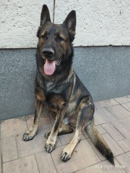 Štěňata německého ovčáka bez PP - 6