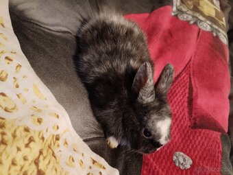 Zakrslý králík králíček - 6