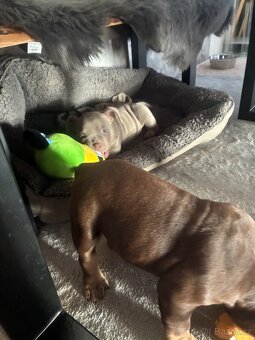 American Bully Micro s PP - 6