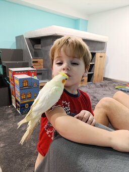 Ručně dokrmené korelky v neděli můžu přivézt směr Zlín - 6