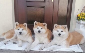Akita inu - 6