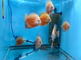 Terčovci - discusy RED VALENTINE - 6