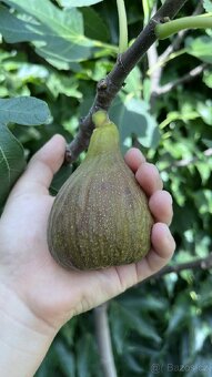 Mrazuvzdorné Fíkovníky - 6