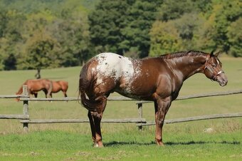 PŘIPOUŠTĚNÍ ZCELA UNIKÁTNÍM BAY PLEMENNÝM HŘEBCEM APPALOOSA - 6