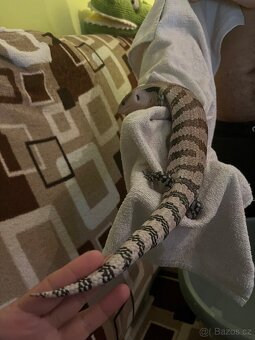 Tiliqua gigas - 6