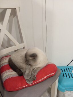 Krasná skotská klapouchá kočička - 6