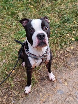 LUCKY K ADOPCI - jemný, přátelský mazel - 6