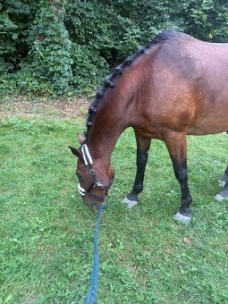 Docházka k valachovi - 6