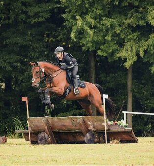 Všestranný 7 letý valach do sportu - 6