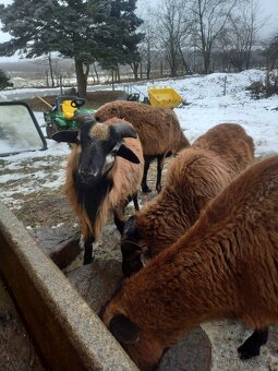 Kamerunské ovce - 6