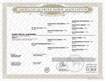 Qh valach po AP Royal Bar - 6